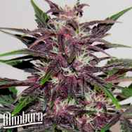 BlimBurn Seeds Grizzly Purple Kush