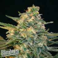BlimBurn Seeds Guanabana
