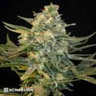 BlimBurn Seeds Guanabana