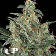 BlimBurn Seeds Kabrales Automatic