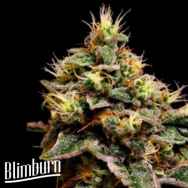 BlimBurn Seeds Kabrales