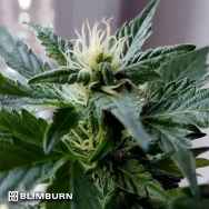 BlimBurn Seeds Kabrales Automatic