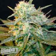 BlimBurn Seeds Mamba Negra AUTO
