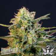 BlimBurn Seeds Mamba Negra