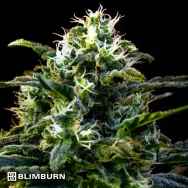 BlimBurn Seeds Mamba Negra