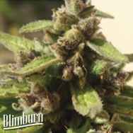 BlimBurn Seeds Mamba Negra AUTO CBD / Black Mamba AUTO CBD