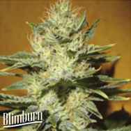 BlimBurn Seeds Mamba Negra CBD 1:20 / Black Mamba CBD