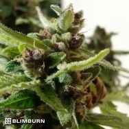 BlimBurn Seeds Mamba Negra AUTO CBD / Black Mamba AUTO CBD