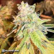 BlimBurn Seeds Mamba Negra CBD 1:20 / Black Mamba CBD