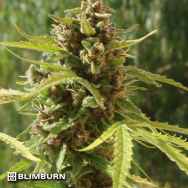 BlimBurn Seeds Mamba Negra AUTO