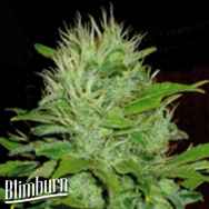 BlimBurn Seeds Mango