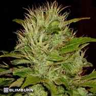 BlimBurn Seeds Mango