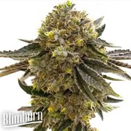 Blim Burn Seeds Nikki and Swami's Maracuya