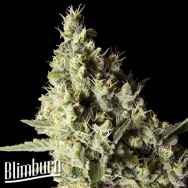 BlimBurn Seeds Narkosis