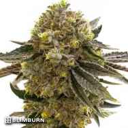 Blim Burn Seeds Nikki and Swami's Maracuya