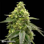 BlimBurn Seeds NIKKI & SWAMI'S TAANGIE