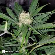 BlimBurn Seeds Northern Automatic