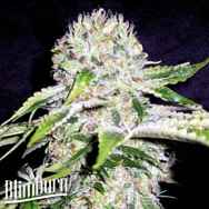 BlimBurn Seeds Northern Automatic