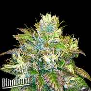 BlimBurn Seeds OG's Kush