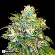 BlimBurn Seeds OG's Kush