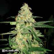 BlimBurn Seeds Original Clon