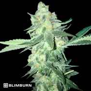 BlimBurn Seeds Orka