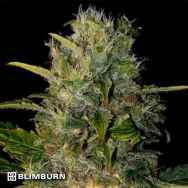 BlimBurn Seeds Santa Muerte