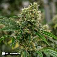 BlimBurn Seeds Scrambler Haze