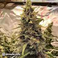 BlimBurn Seeds Silver Surfer Haze