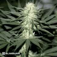 BlimBurn Seeds Sour Diesel