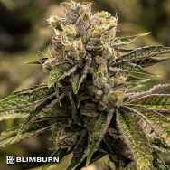 BlimBurn Seeds Stoned Panda