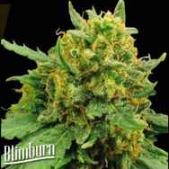 BlimBurn Seeds Super Automatic