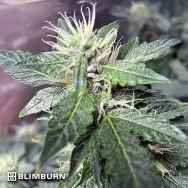 BlimBurn Seeds Sweety Automatic