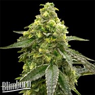 BlimBurn Seeds NIKKI & SWAMI'S TAANGIE