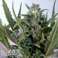 BlimBurn Seeds Tangie AUTO
