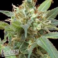 BlimBurn Seeds Tijuana