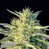 BlimBurn Seeds Wombat