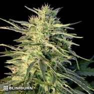 BlimBurn Seeds Wombat