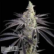 BlimBurn Seeds Zombie Death Fuck
