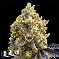 BlimBurn Seeds Kyle's Sweet Island