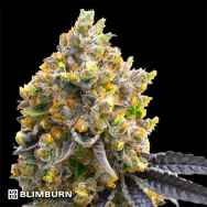 BlimBurn Seeds Kyle's Sweet Island