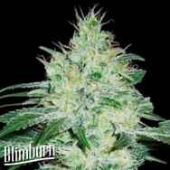 BlimBurn Seeds Orient Automatic
