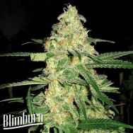 BlimBurn Seeds Original Clon