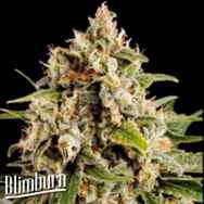 BlimBurn Seeds Orka