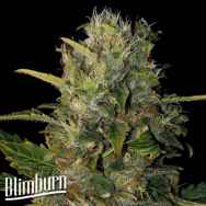 BlimBurn Seeds Santa Muerte