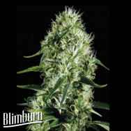 BlimBurn Seeds Silver Surfer Haze