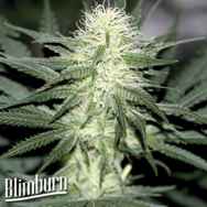 BlimBurn Seeds Sour Diesel