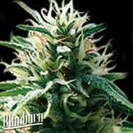 BlimBurn Seeds Sweety Automatic