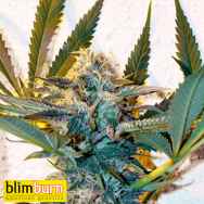 Blimburn Seeds Critical Daddy Purple