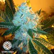 Bodhi Seeds Black Triangle